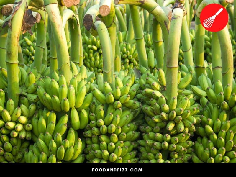 Unripe bananas may be artificially ripened using ripening agents.