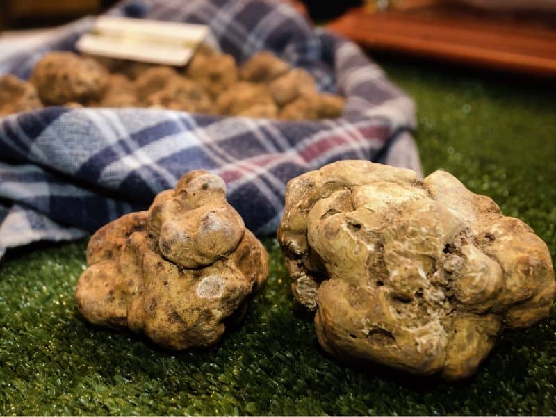 Alba's white truffles are the most desired in the world.