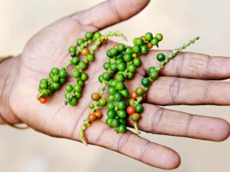 Green peppercorns were used to add heat to a dish even before the arrival of chili peppers, brought in by the Portuguese.