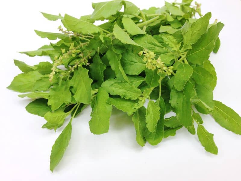 Holy basil is considered a sacred herb in India.
