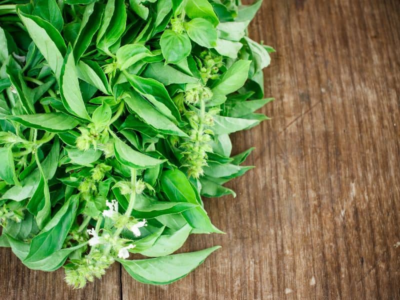 Lemon basil has a fragrant lemony scent, and fuzzy leaves and stems.