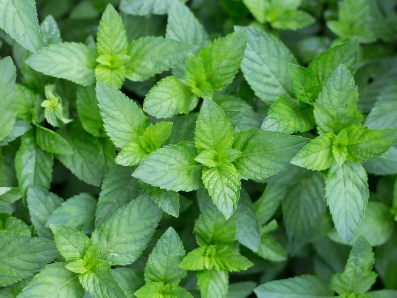 Mint is used liberally in Thai cooking, and gives freshness and vibrancy to salads, soups, sauces and other dishes.