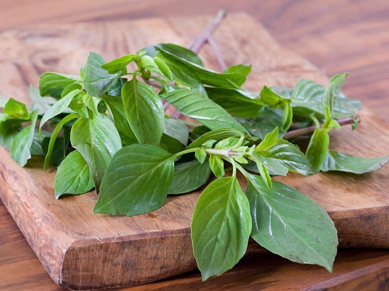 Thai basil can withstand heat and cooking and is a lot sturdier than its Italian cousin.