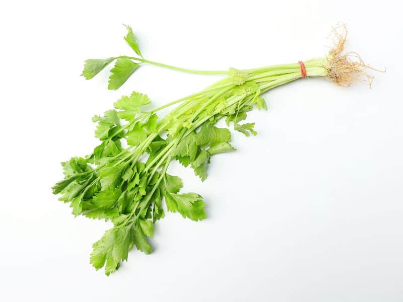 Thai celery is thinner and leafier than its western counterparts.